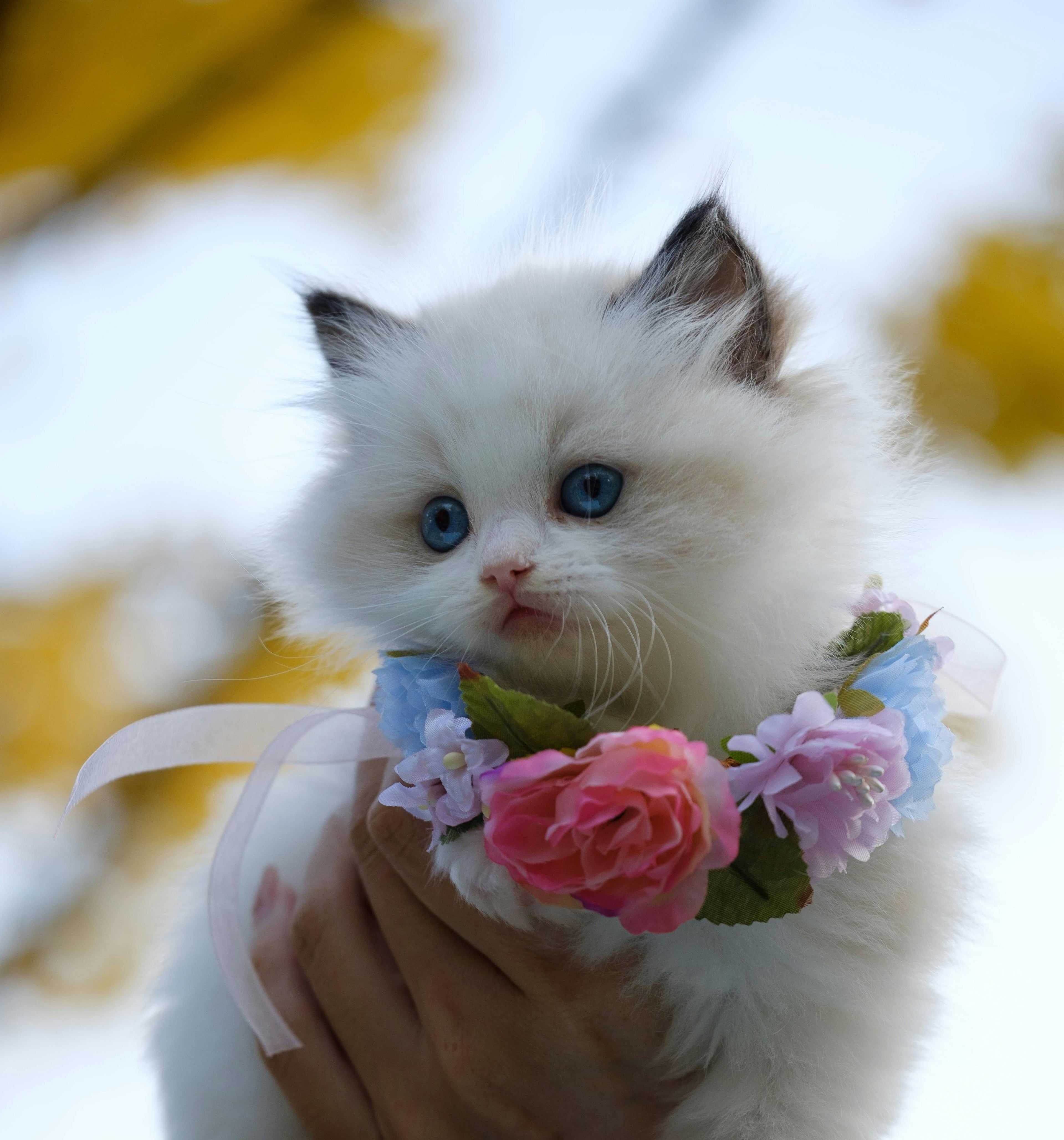 kitten, cute, belt, rose, love